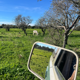 Rent a Campervan a icône Classic Combi Volkswagen T3 Westfalia (2pax) from Faro for Your van and surf trip in Algarve coast Portugal